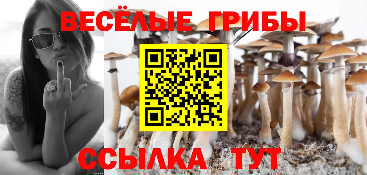 Галлюциногенные грибы Psilocybine cubensis Можайск